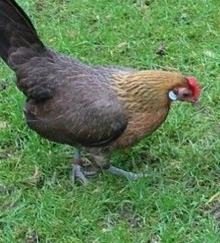 Bild 2: Nachzüchtung, RASSE  Sussex schwarz weis, gesäumt .. Hühner & Hähne, Araucana Hühner, Grünleger Hühner in kürze abzugeben zu verkaufen Privat Verkauf, Reservationen jetzt möglich 