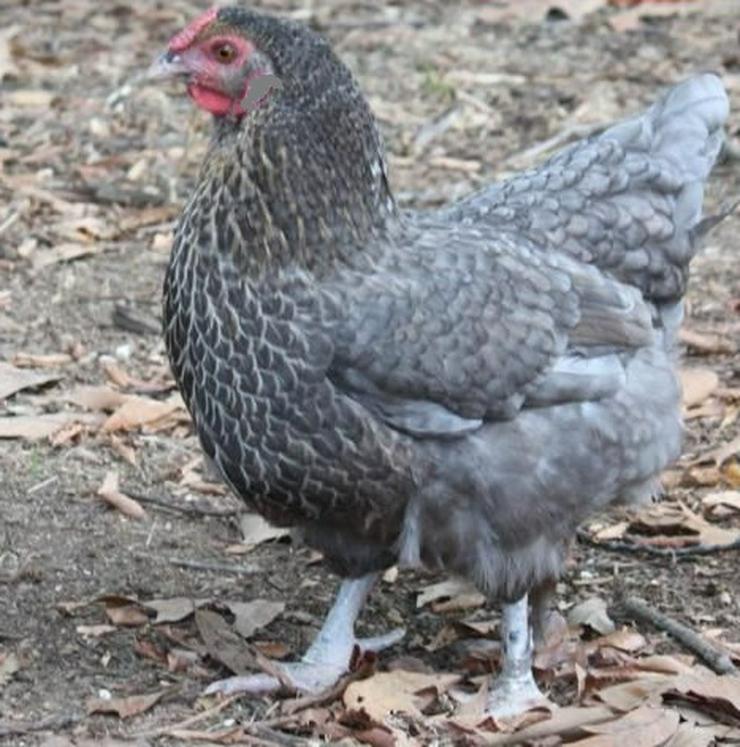 Bild 7: Nachzüchtung, RASSE  Sussex schwarz weis, gesäumt .. Hühner & Hähne, Araucana Hühner, Grünleger Hühner in kürze abzugeben zu verkaufen Privat Verkauf, Reservationen jetzt möglich 