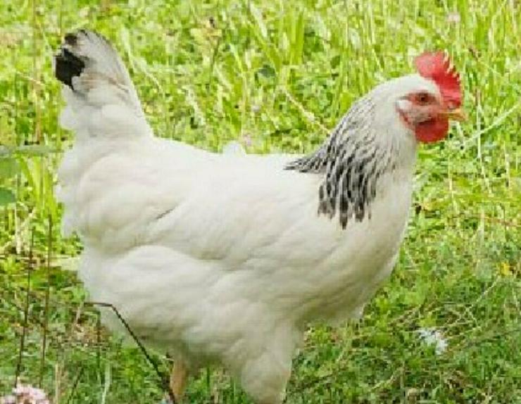 Bild 5: Nachzüchtung, RASSE  Sussex schwarz weis, gesäumt .. Hühner & Hähne, Araucana Hühner, Grünleger Hühner in kürze abzugeben zu verkaufen Privat Verkauf, Reservationen jetzt möglich 