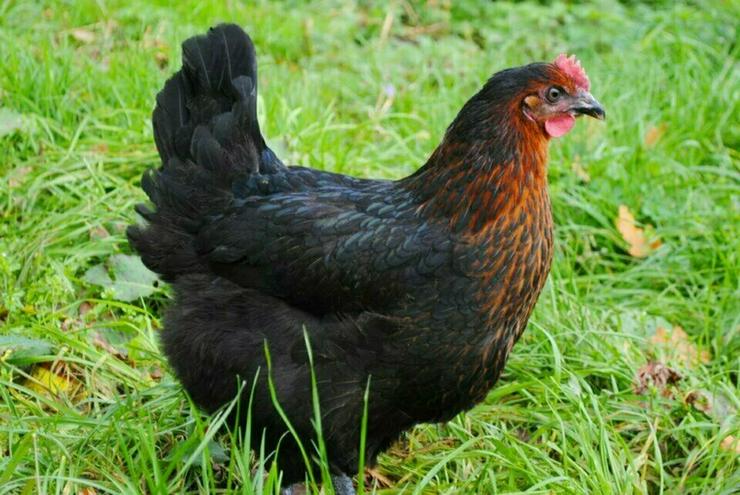 Bild 3: Nachzüchtung, RASSE  Sussex schwarz weis, gesäumt .. Hühner & Hähne, Araucana Hühner, Grünleger Hühner in kürze abzugeben zu verkaufen Privat Verkauf, Reservationen jetzt möglich 