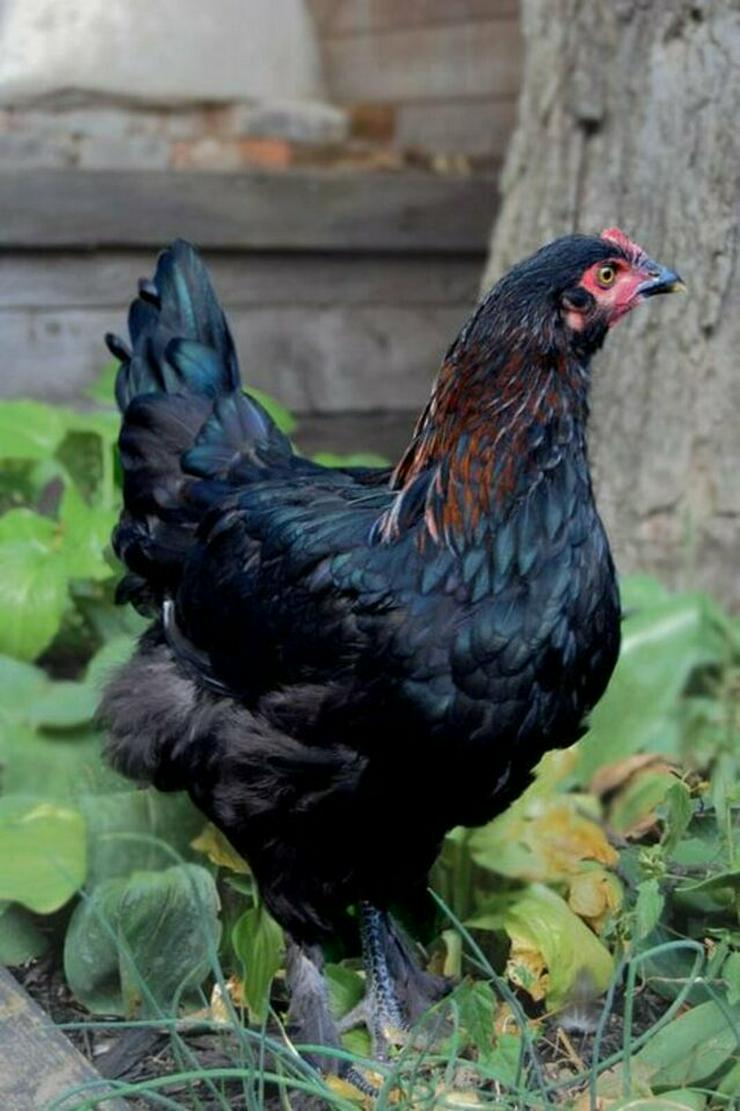 Bild 4: Nachzüchtung, RASSE  Sussex schwarz weis, gesäumt .. Hühner & Hähne, Araucana Hühner, Grünleger Hühner in kürze abzugeben zu verkaufen Privat Verkauf, Reservationen jetzt möglich 