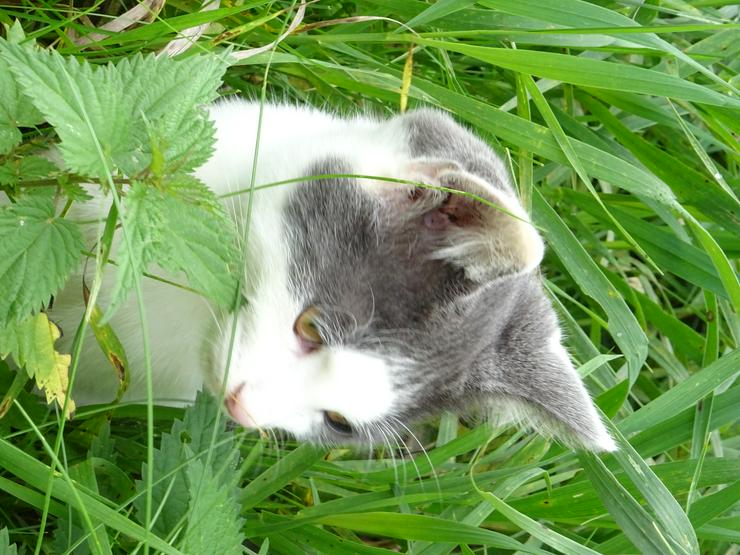 Mobile Katzenbetreuung - Tierbetreuung & Training - Bild 1