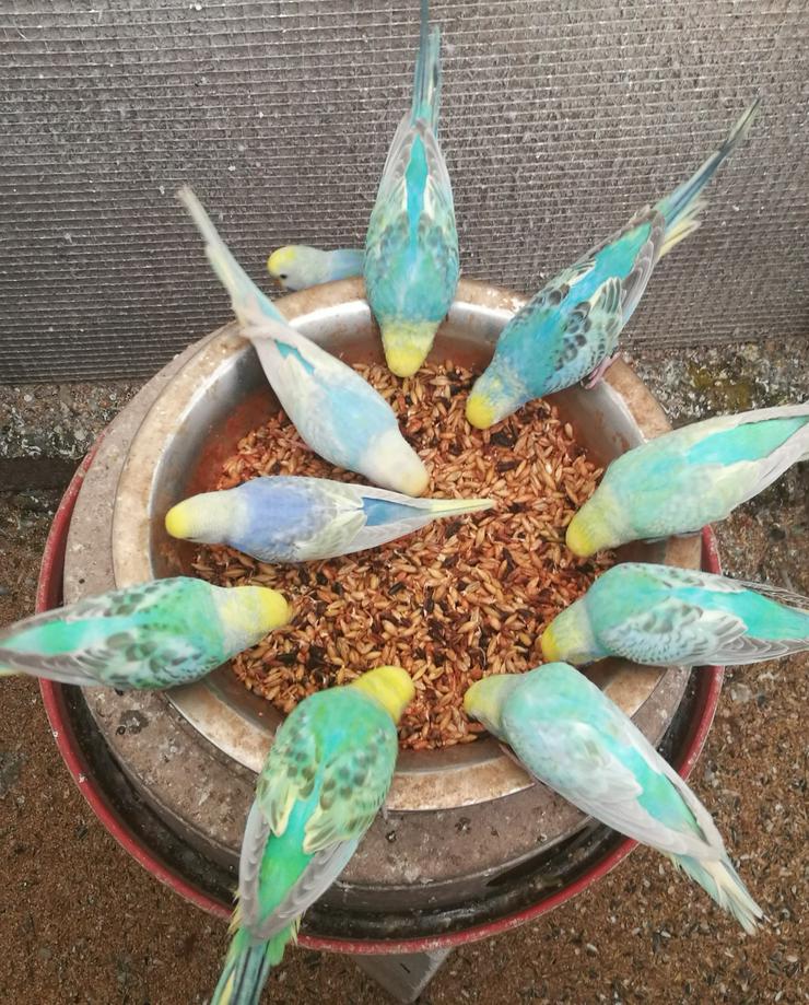 Bild 2: Wellensittiche-Standard-Farben, Rainbows junge-ältere Tel.Anfrage