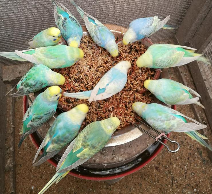 Bild 3: Wellensittiche-Standard-Farben, Rainbows junge-ältere Tel.Anfrage