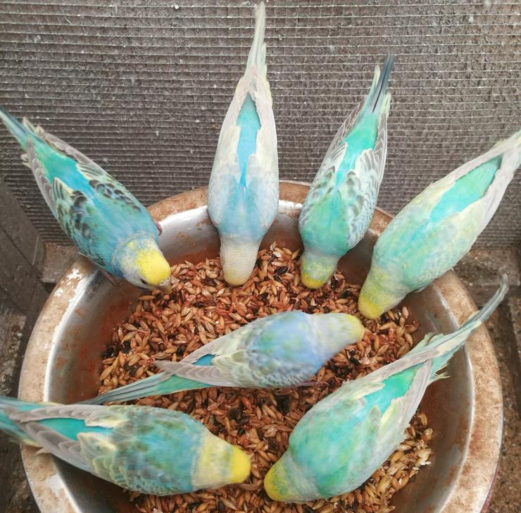 Wellensittiche-Standard-Farben, Rainbows junge-ältere Tel.Anfrage