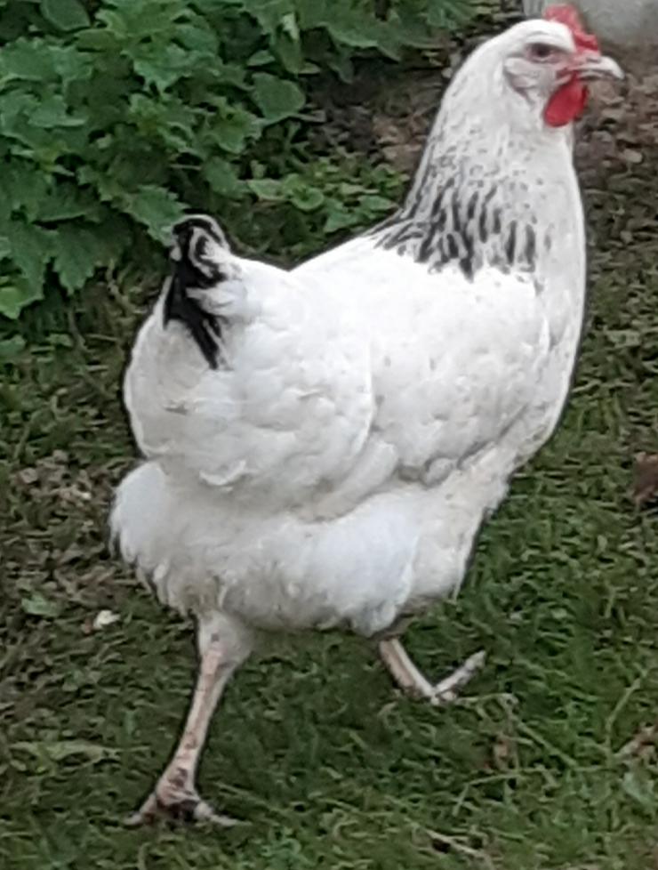 Bild 4: Sussex Hühner aus Hobbynachzucht abzugeben. Bestellungen jetzt möglich und ende März 2021 abholen 