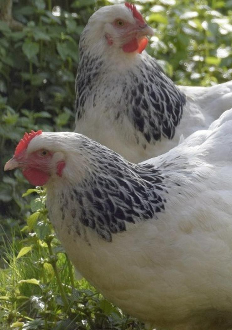 Bild 2: Sussex Hühner aus Hobbynachzucht abzugeben. Bestellungen jetzt möglich und ende März 2021 abholen 