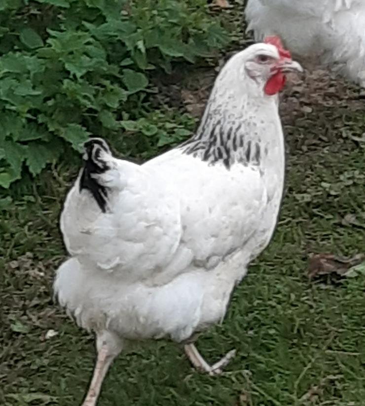 Bild 3: Sussex Hühner aus Hobbynachzucht abzugeben. Bestellungen jetzt möglich und ende März 2021 abholen 