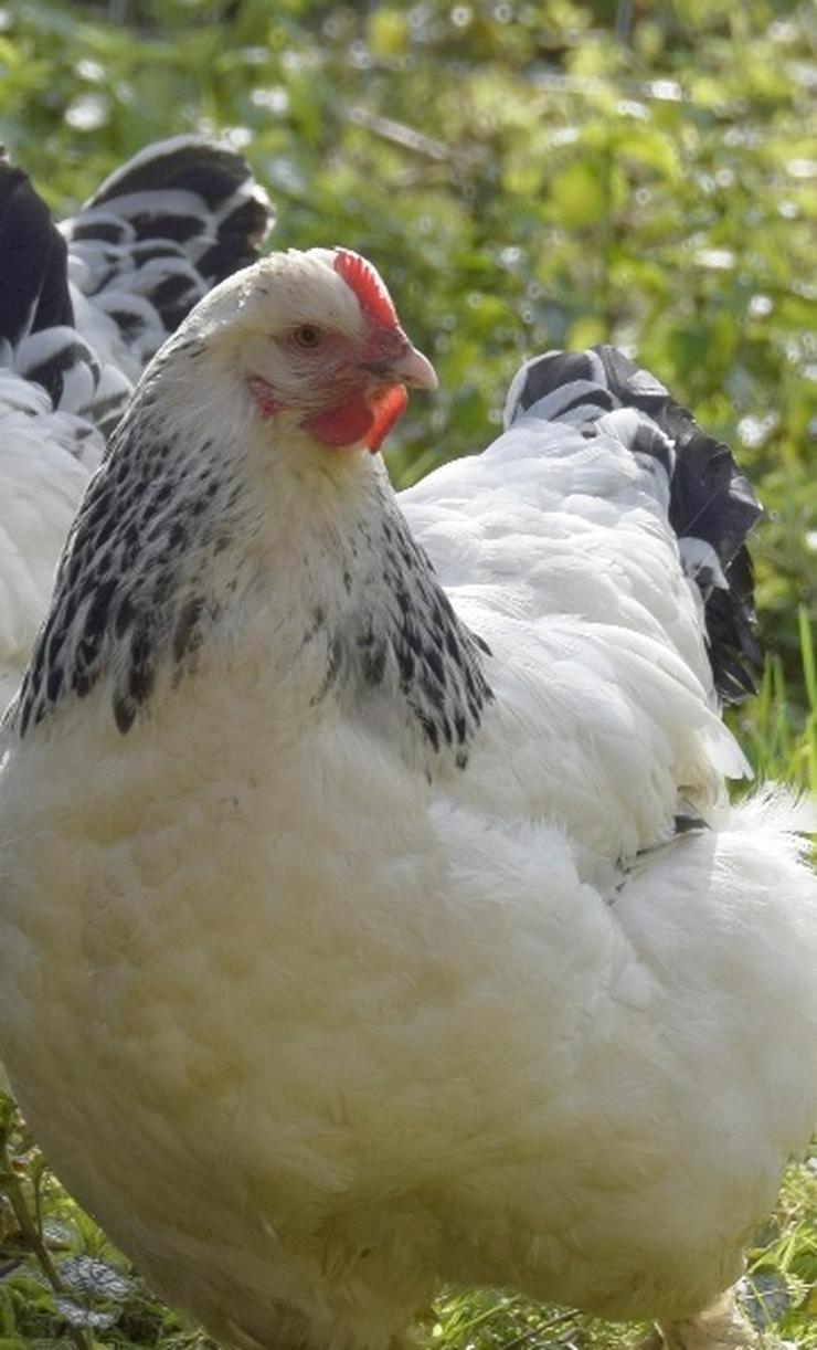 Bild 1: Sussex Hühner aus Hobbynachzucht abzugeben. Bestellungen jetzt möglich und ende März 2021 abholen 