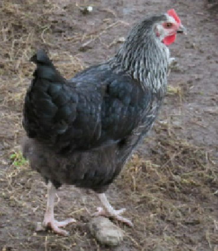 Bild 9: Araucana, Grünleger, Mooshühner, zu verkaufen.