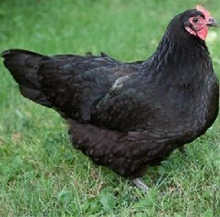 Bild 11: Araucana, Grünleger, Mooshühner, zu verkaufen.