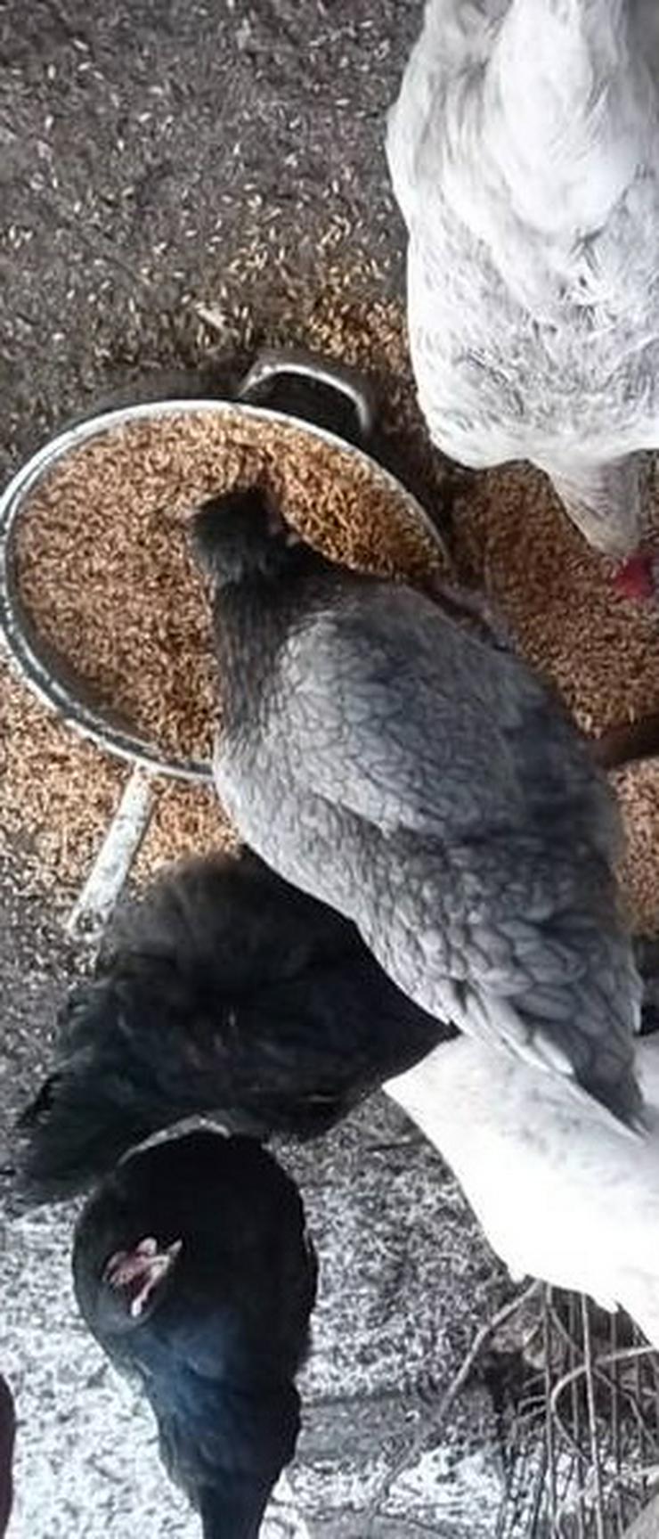 Bild 4: Araucana, Grünleger, Mooshühner, zu verkaufen.