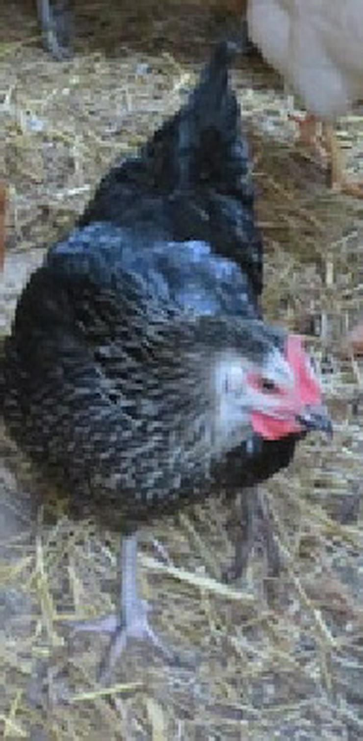 Bild 12: Araucana, Grünleger, Mooshühner, zu verkaufen.