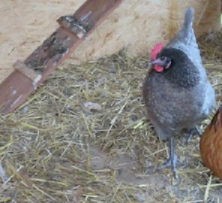 Bild 13: Araucana, Grünleger, Mooshühner, zu verkaufen.