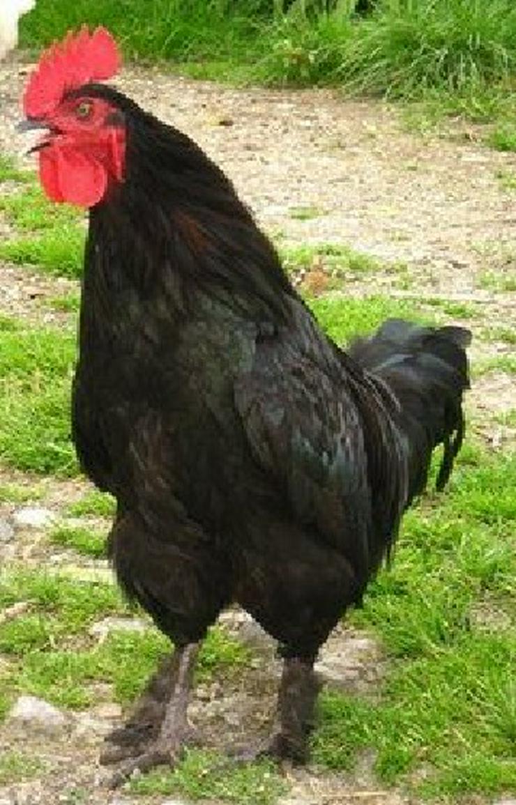 Bild 3: Marans Hühner die mit den Schokoladenfarbenen Eiern, legend Schutzgeimpft zu verkaufen. 