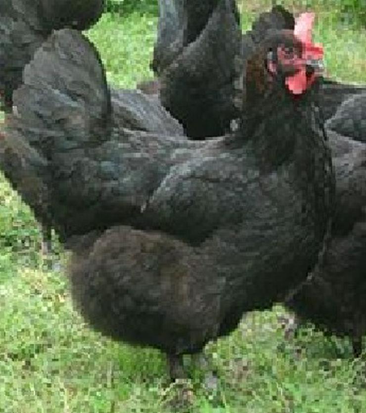 Marans Hühner die mit den Schokoladenfarbenen Eiern, legend Schutzgeimpft zu verkaufen.  - Hühner & Puten - Bild 4