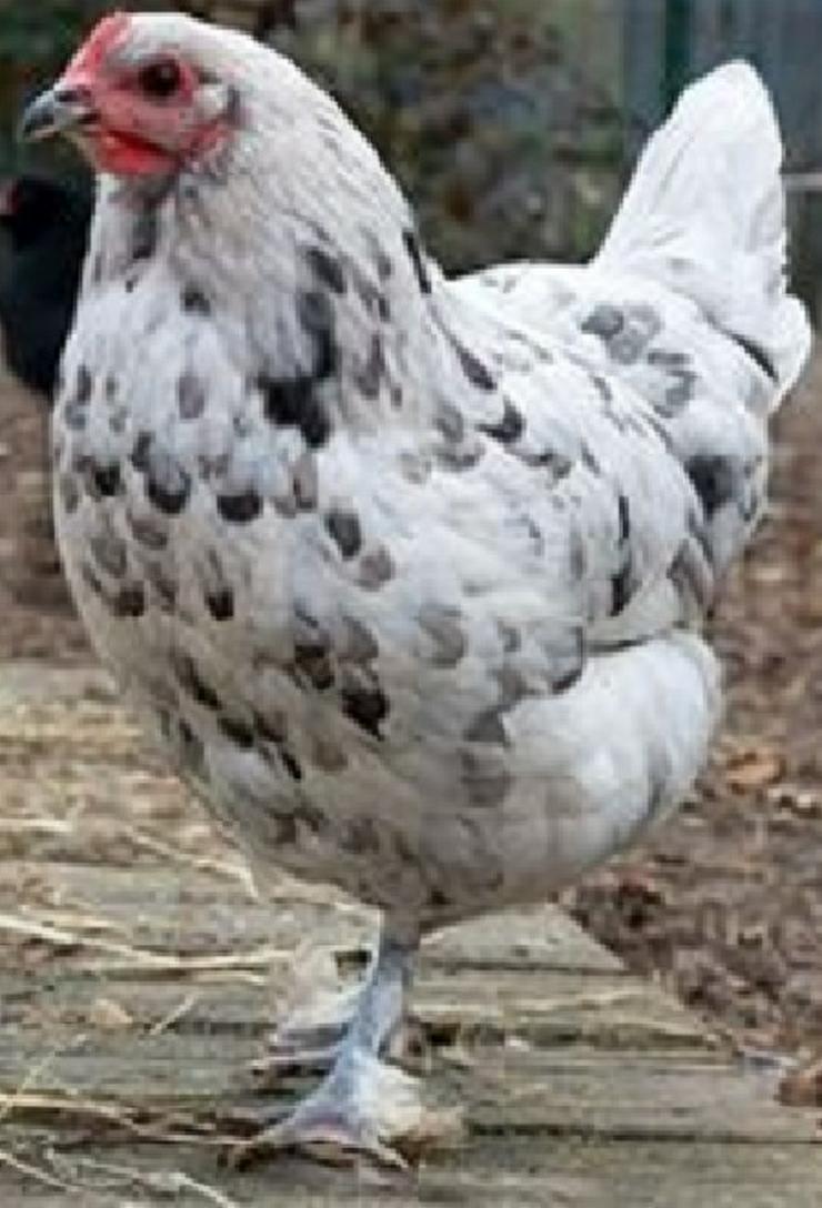 Marans Hühner die mit den Schokoladenfarbenen Eiern, legend Schutzgeimpft zu verkaufen.  - Hühner & Puten - Bild 1