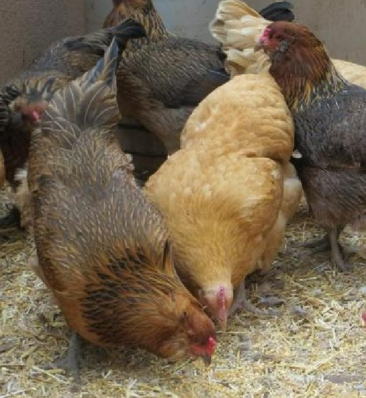 Bild 4: Mooshühner Junghennen zu verkaufen Schutzgeimpft 