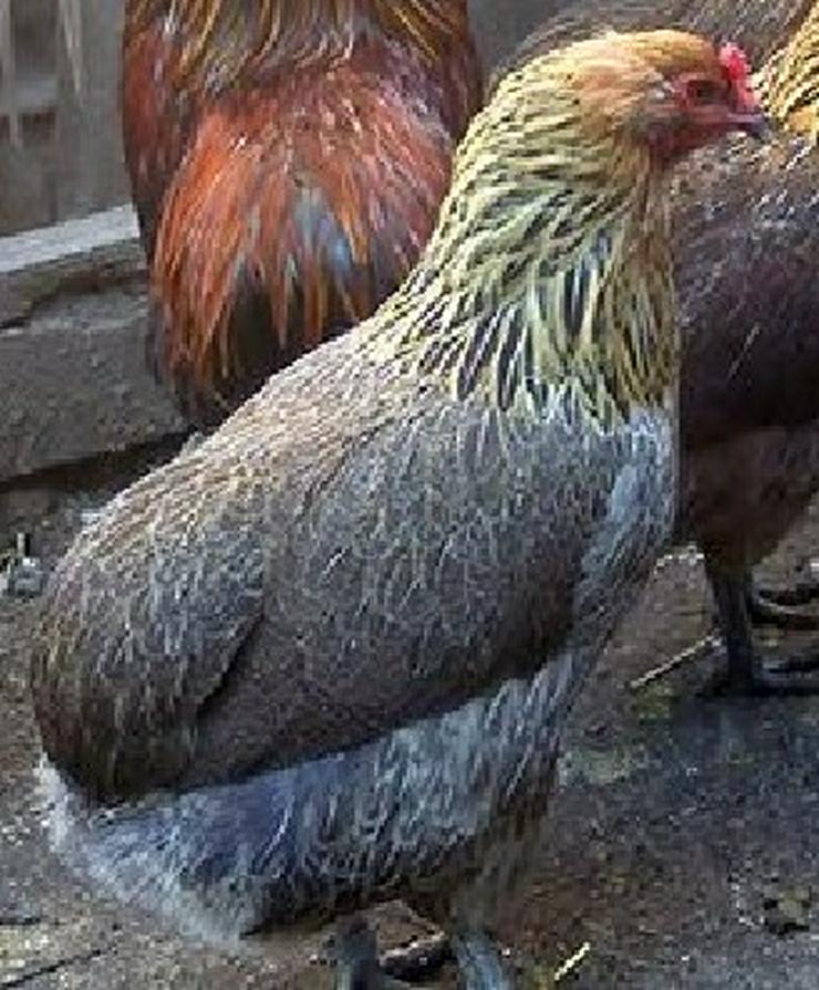 Araucana rassegeflügel Hühner zu verkaufen - Hühner & Puten - Bild 2