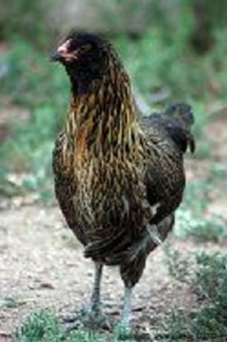Bild 4: Araucana rassegeflügel Hühner zu verkaufen