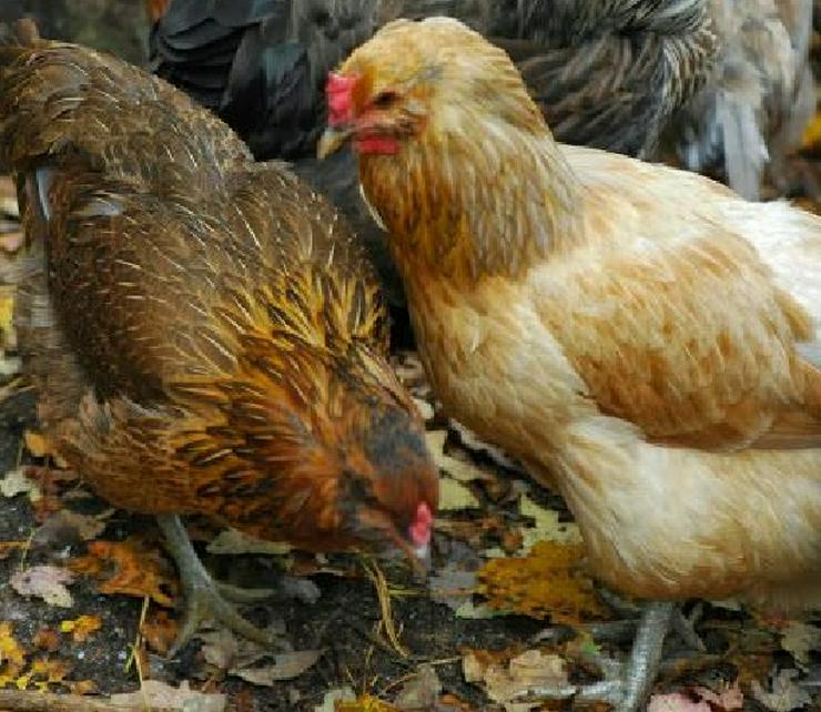 Bild 1: Araucana rassegeflügel Hühner zu verkaufen