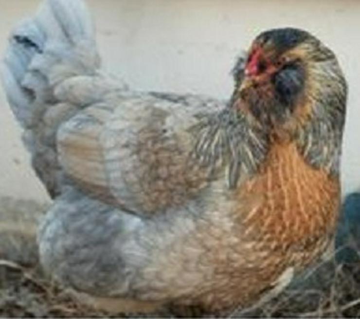 Bild 3: Araucana rassegeflügel Hühner zu verkaufen