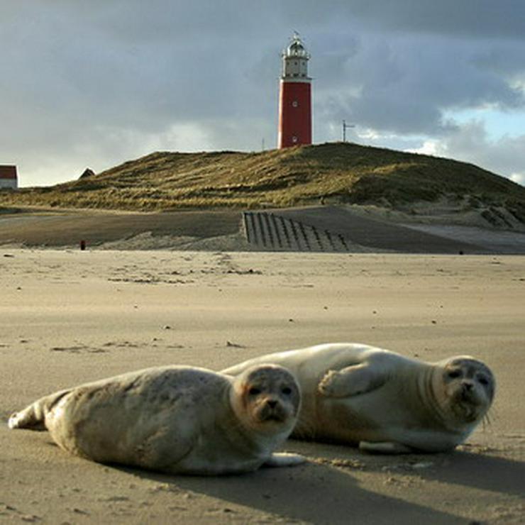 Texel Ferienpark de Krim Chalet zu vermieten, hunden.... - Ferienwohnung Niederlande - Bild 9