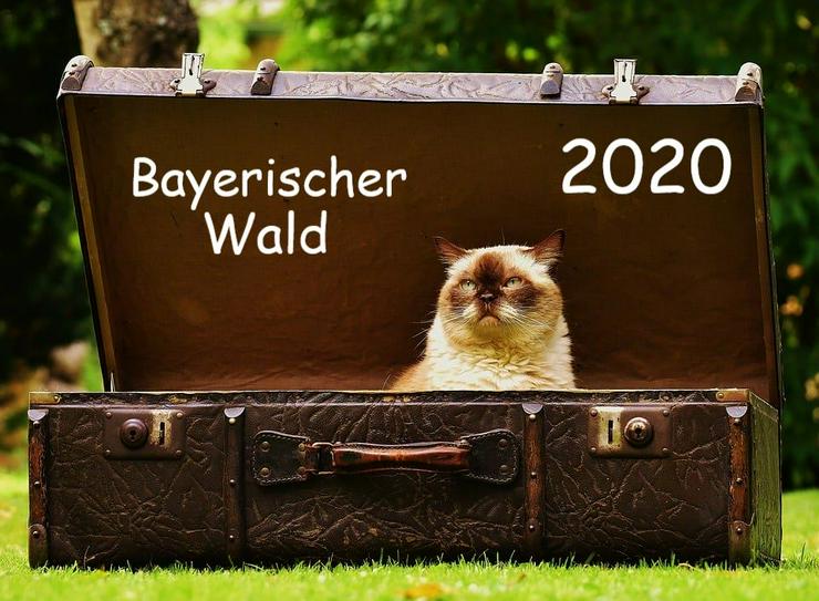 Ferien mit Katzen - Bayerischer Wald - Sommer 2020 - Ferienwohnung Mau & Wau