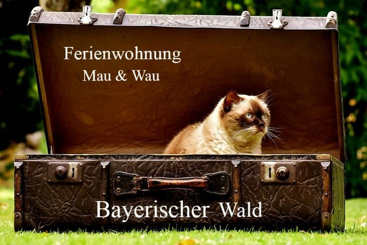 Ferien mit Katzen im Bayerischen Wald - Sommer 2020 - Ferienwohnung Mau + Wau