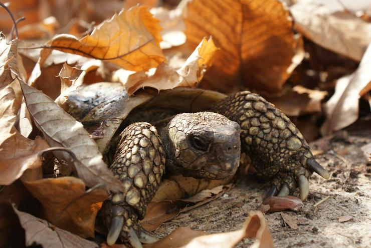 Bild 6: Griechische Landschildkröten, Testudo h. boettgerie