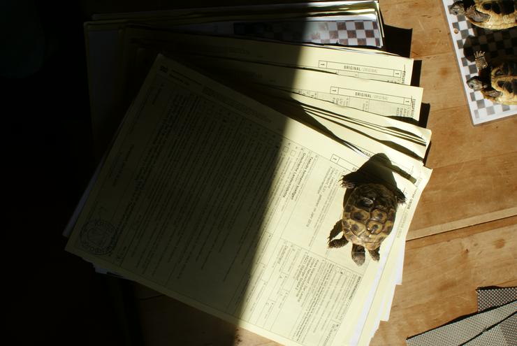 Bild 3: Griechische Landschildkröten, Testudo h. boettgerie