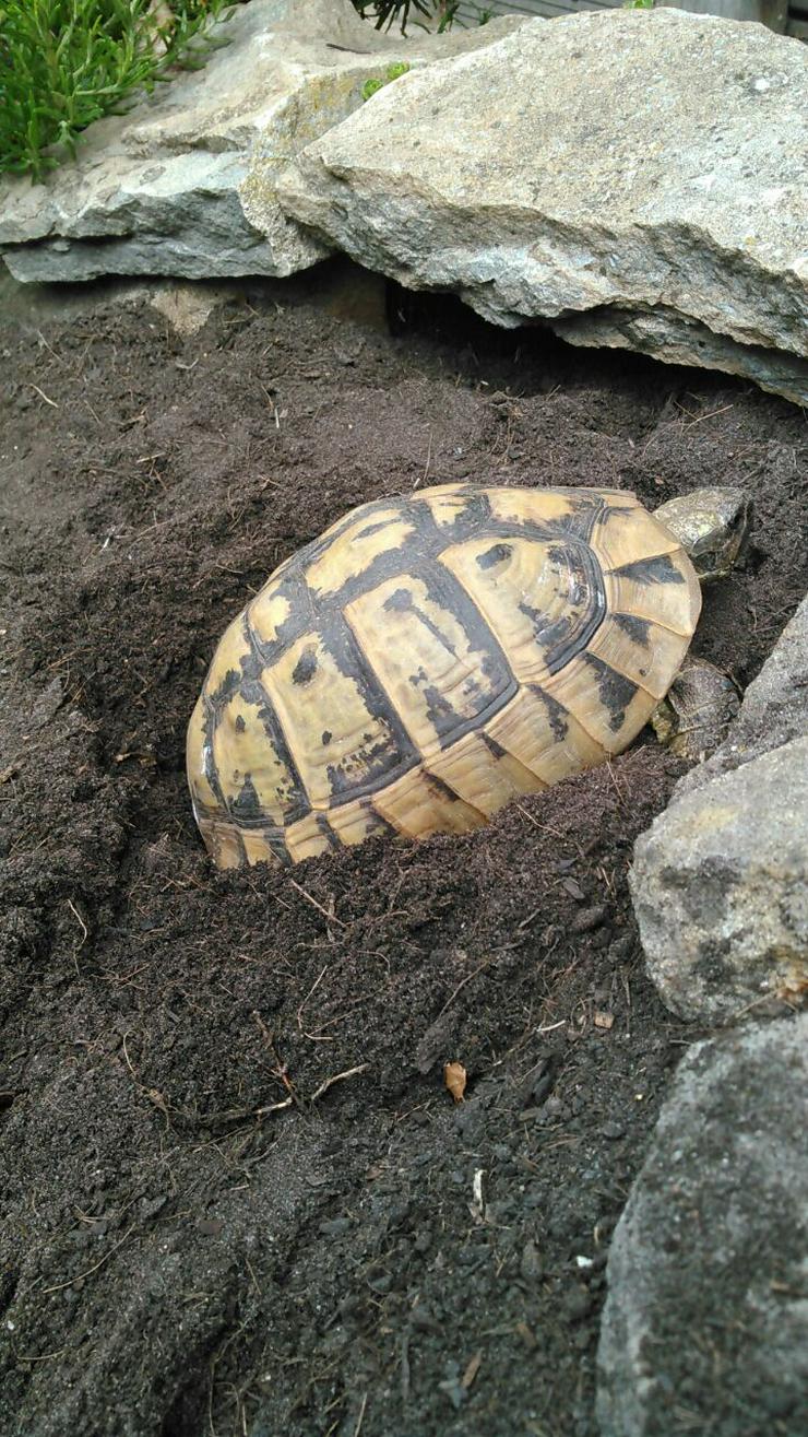 Griechische Landschildkröten, Testudo h. boettgerie - Schildkröten - Bild 4