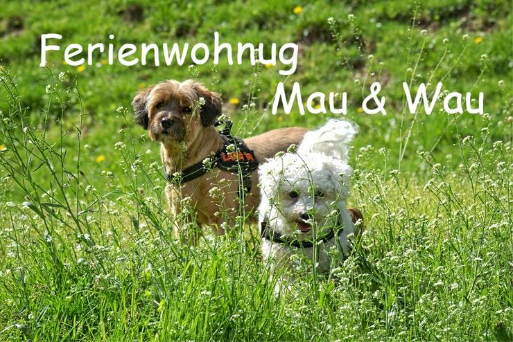 Urlaub mit Hunden im Bayerischen Wald - Sommer 2022 - Ferien mit Mau & Wau