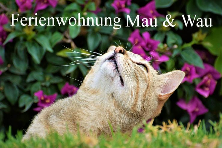 Ferien mit Katzen im Bayerischen Wald - Sommer 2020 - Ferienwohnung Mau & Wau