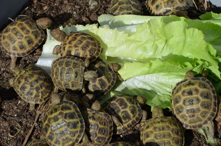 Russische Landschildkröten -Landschildkröten Nachzuchten 