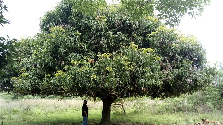 18 ha Grundstück in der Gemeinde La Colmena, Paraguay - Grundstück kaufen - Bild 15