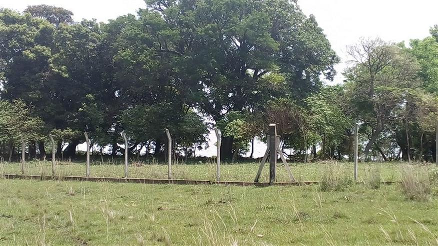 Bild 8: 18 ha Grundstück in der Gemeinde La Colmena, Paraguay