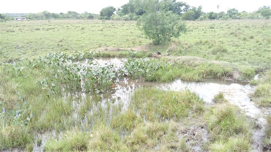 Bild 12: 18 ha Grundstück in der Gemeinde La Colmena, Paraguay