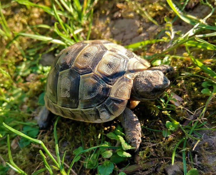 Maurische Landschildkröten - Schildkröten - Bild 1