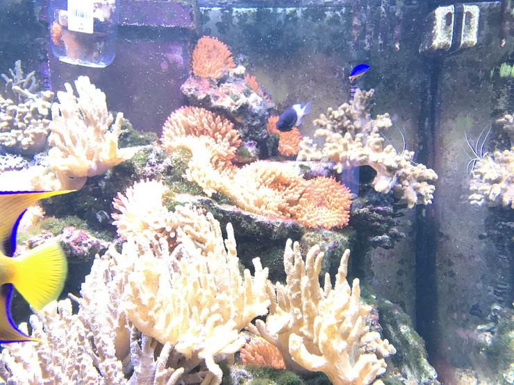 Bild 11: Kupferanemone mit Weichkorallenbäumchen in kl. Tontopf Salz/Meerwasser