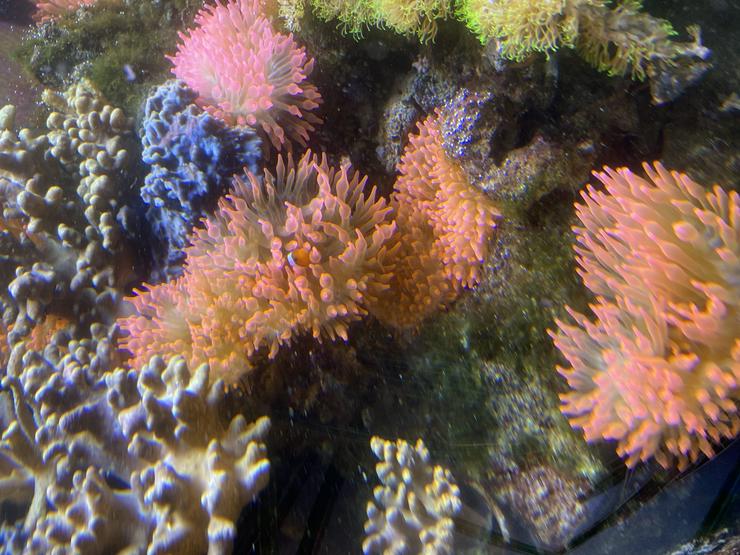 Kupferanemone mit Weichkorallenbäumchen in kl. Tontopf Salz/Meerwasser - Korallen & Anemonen - Bild 2