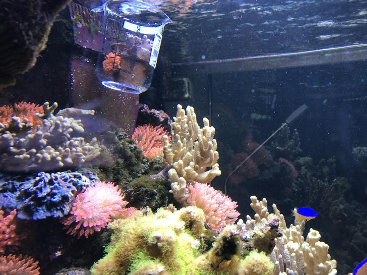 Kupferanemone mit Weichkorallenbäumchen in kl. Tontopf Salz/Meerwasser - Korallen & Anemonen - Bild 1
