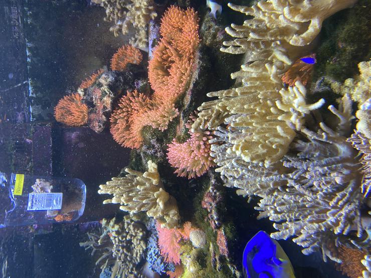 Bild 3: Kupferanemone mit Weichkorallenbäumchen in kl. Tontopf Salz/Meerwasser