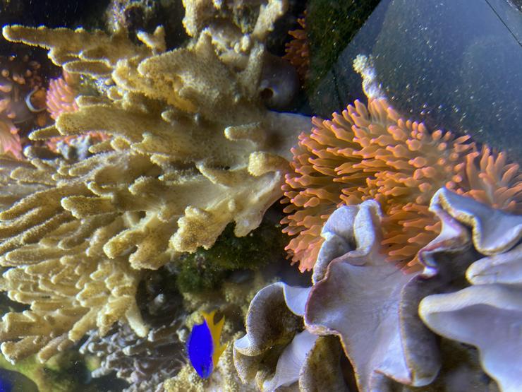 Bild 8: Kupferanemone mit Weichkorallenbäumchen in kl. Tontopf Salz/Meerwasser