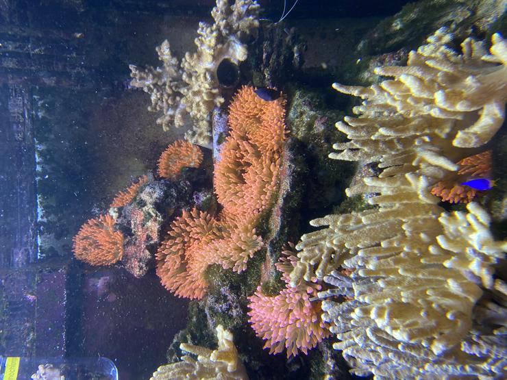 Bild 10: Kupferanemone mit Weichkorallenbäumchen in kl. Tontopf Salz/Meerwasser
