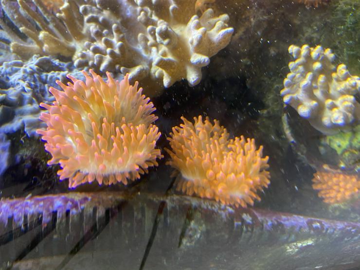 Bild 5: Kupferanemone mit Weichkorallenbäumchen in kl. Tontopf Salz/Meerwasser