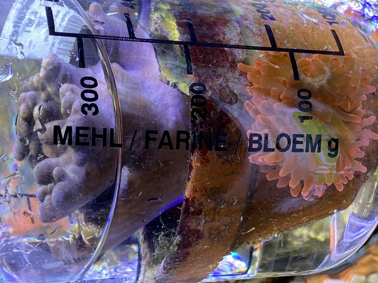 Bild 6: Kupferanemone mit Weichkorallenbäumchen in kl. Tontopf Salz/Meerwasser