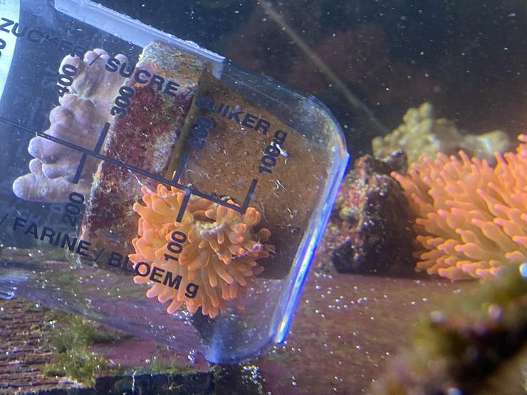 Bild 4: Kupferanemone mit Weichkorallenbäumchen in kl. Tontopf Salz/Meerwasser