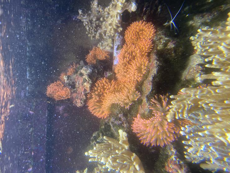 Kupferanemone mit Weichkorallenbäumchen in kl. Tontopf Salz/Meerwasser - Korallen & Anemonen - Bild 7
