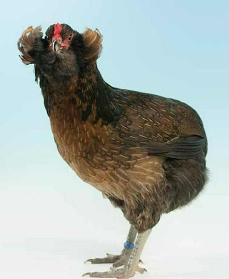 Bild 2: Rassehühner Araucana Hühner mit Hahn zu verkaufen ...
